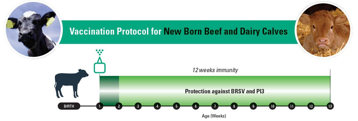 Vaccination protocol for new born beef and dairy calves