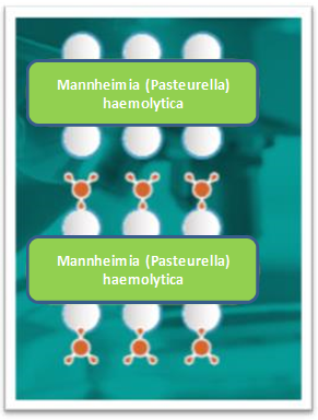 Pasteurella