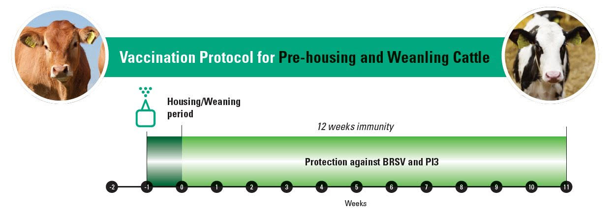 Vaccination protocol for pre-housing and weanling cattle