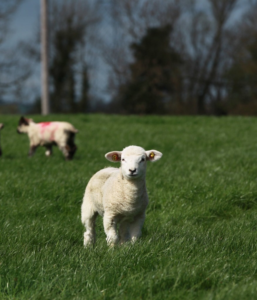 Clostridial disease can lay dormant