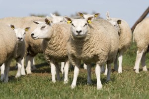 Texel ewe