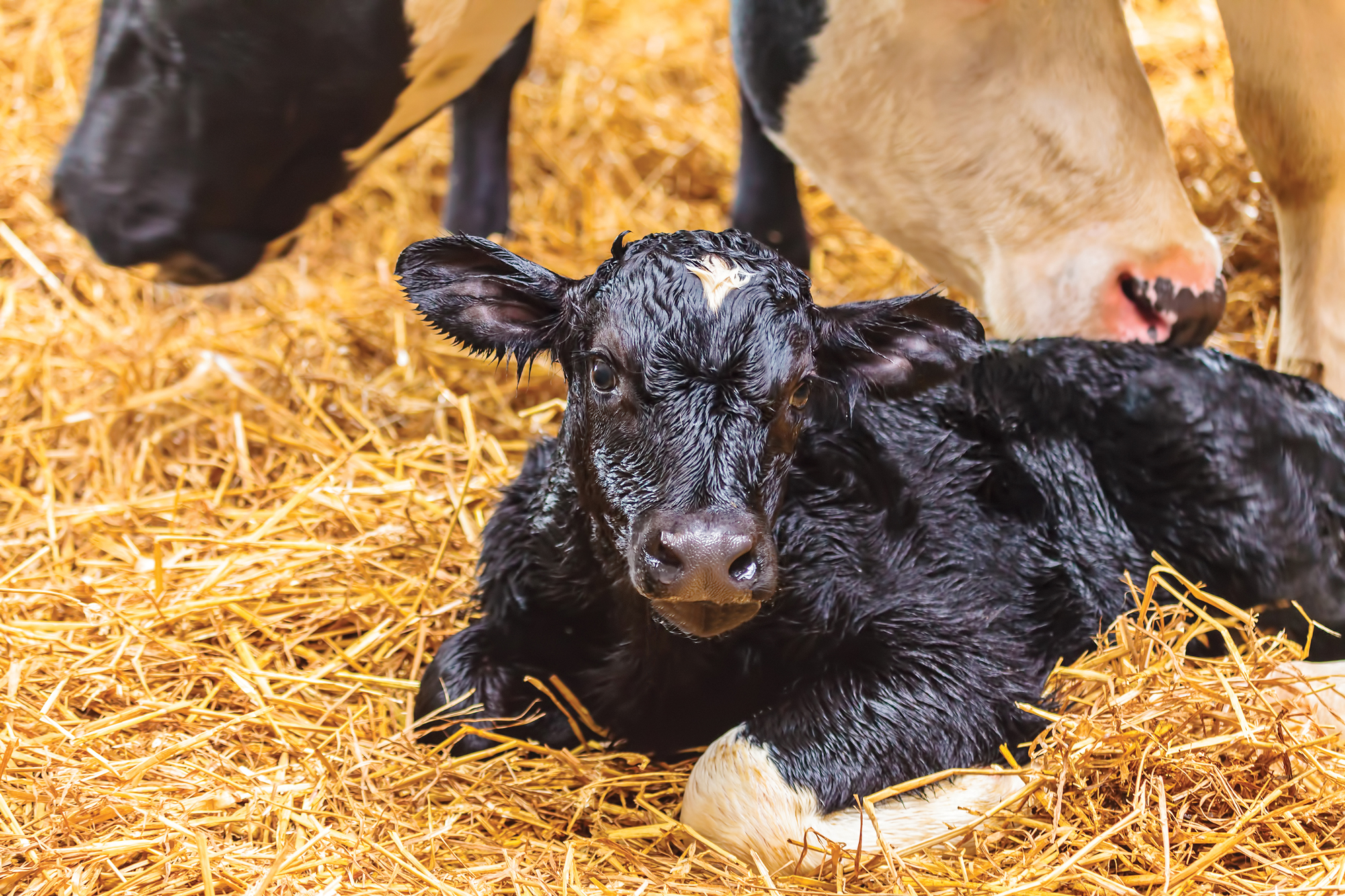 a cow lying on hay