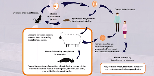 toxovax msd