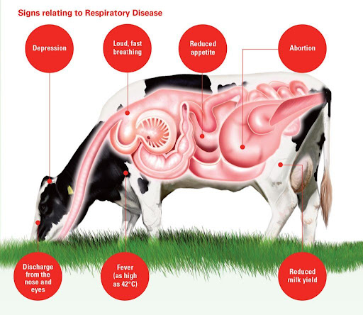 signs relating to respiratory disease