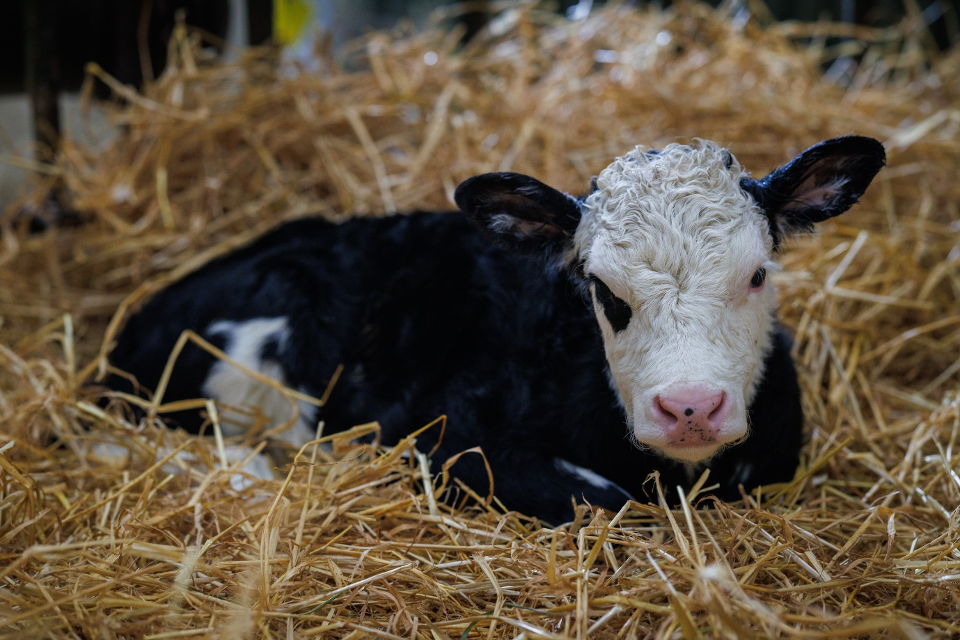 a cow lying in hay