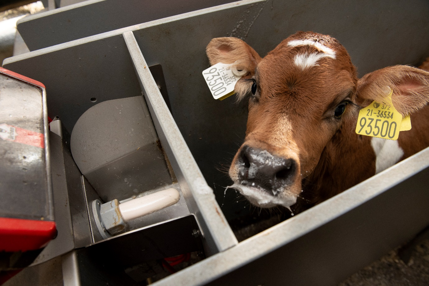 a cow in a metal box